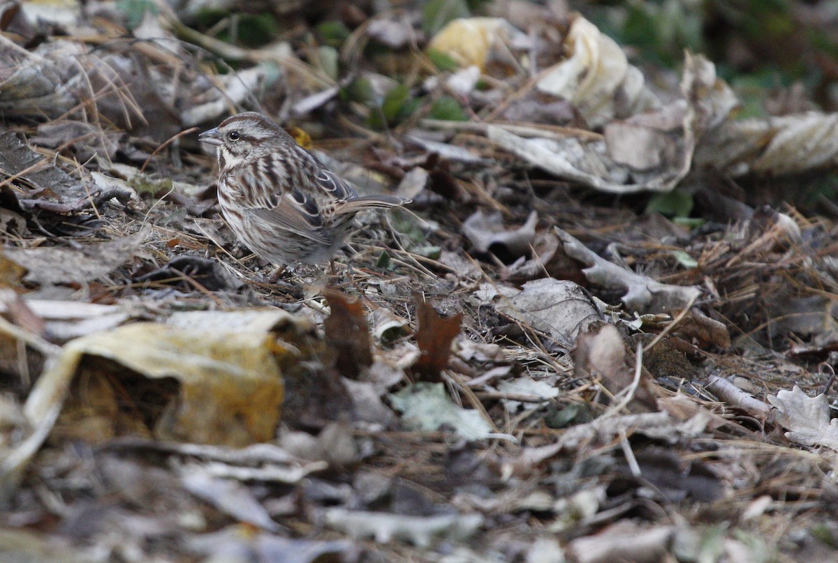 Song Sparrow - ML127816961