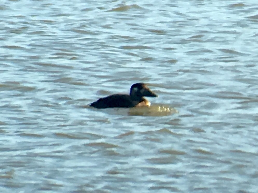 Surf Scoter - ML127817271