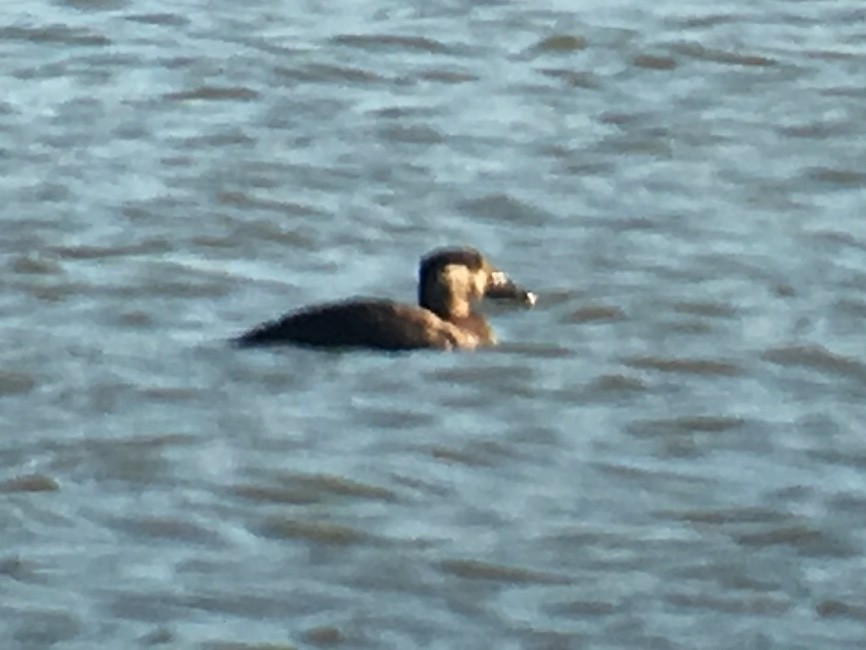 Surf Scoter - ML127817281