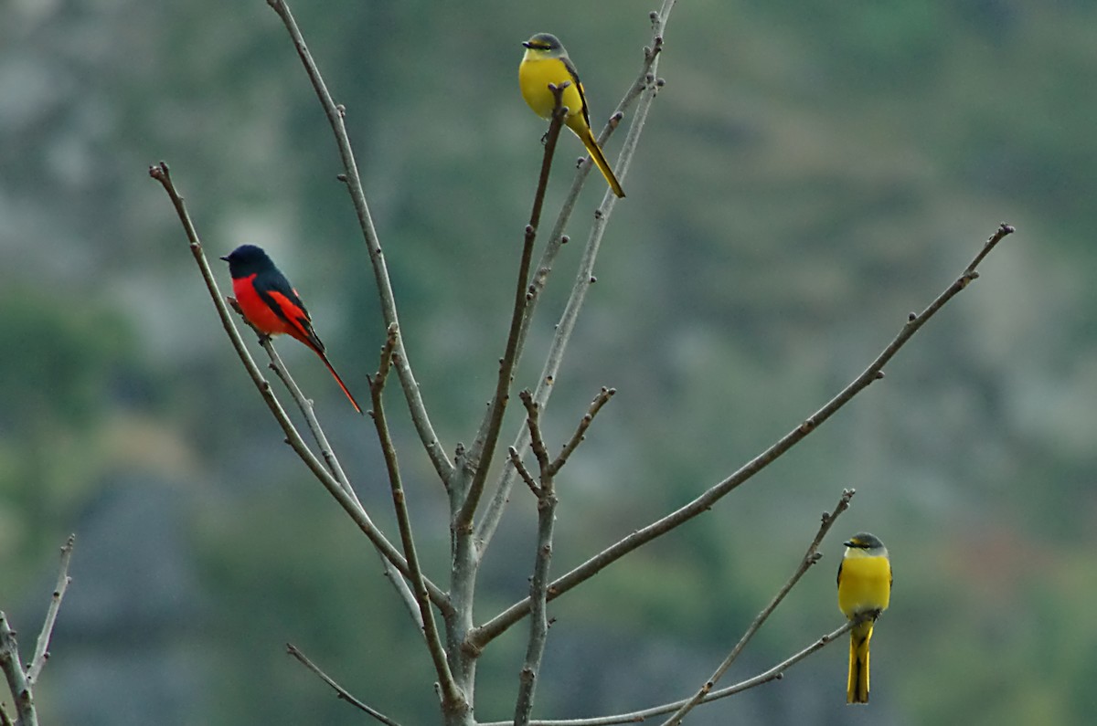 Scarlet Minivet - ML127818791