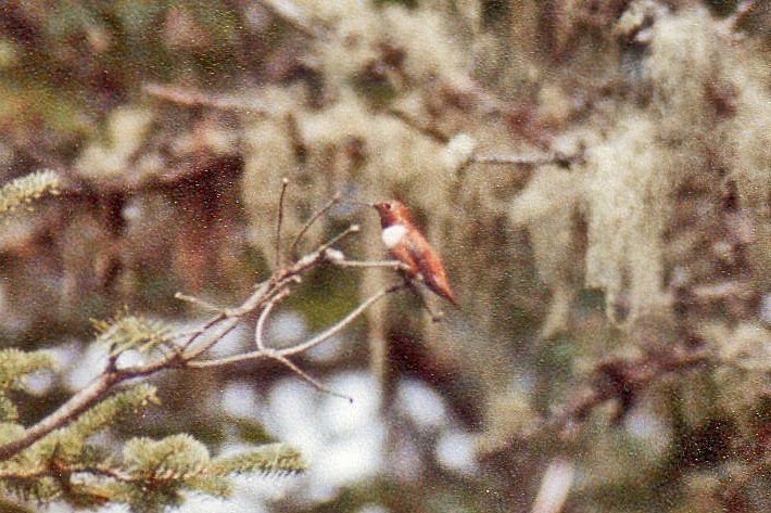 rødkolibri - ML127819971