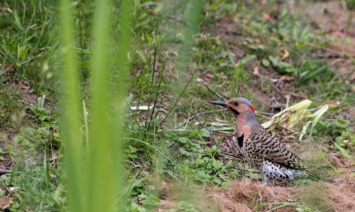 Northern Flicker - ML127820471