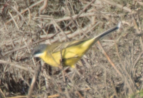 Western Yellow Wagtail (cinereocapilla) - ML127821261