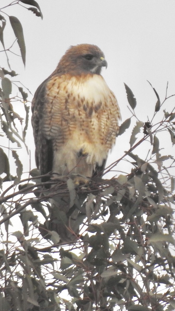 Red-tailed Hawk - Bill Pelletier