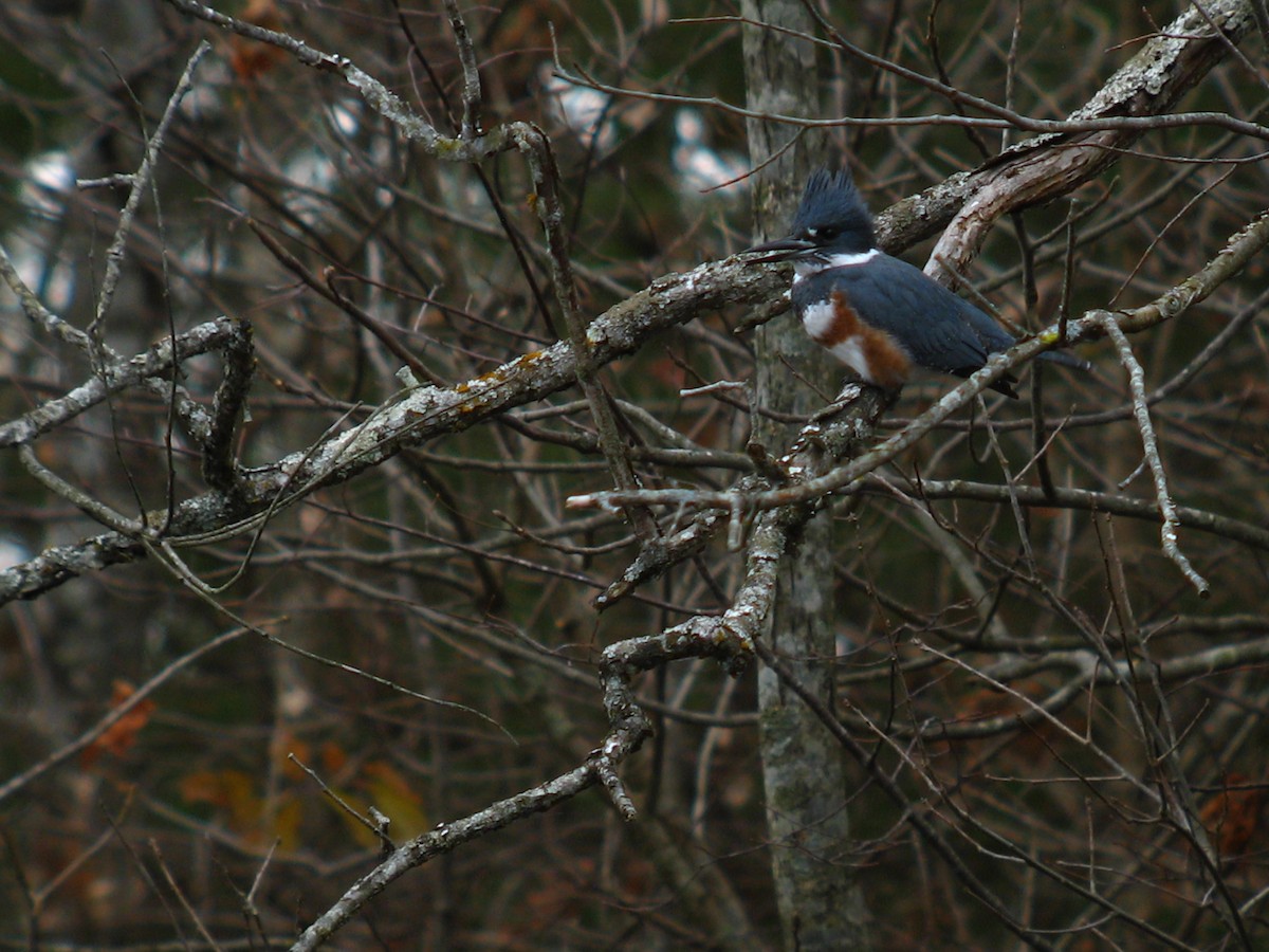 Belted Kingfisher - Chris Barrigar