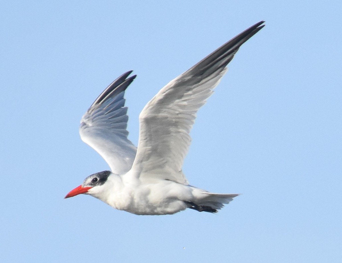 Caspian Tern - Chuck Hignite