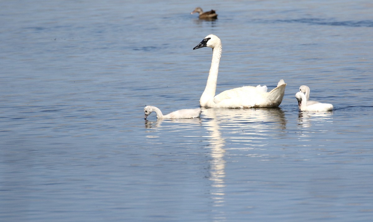 Trumpeter Swan - John Deitsch