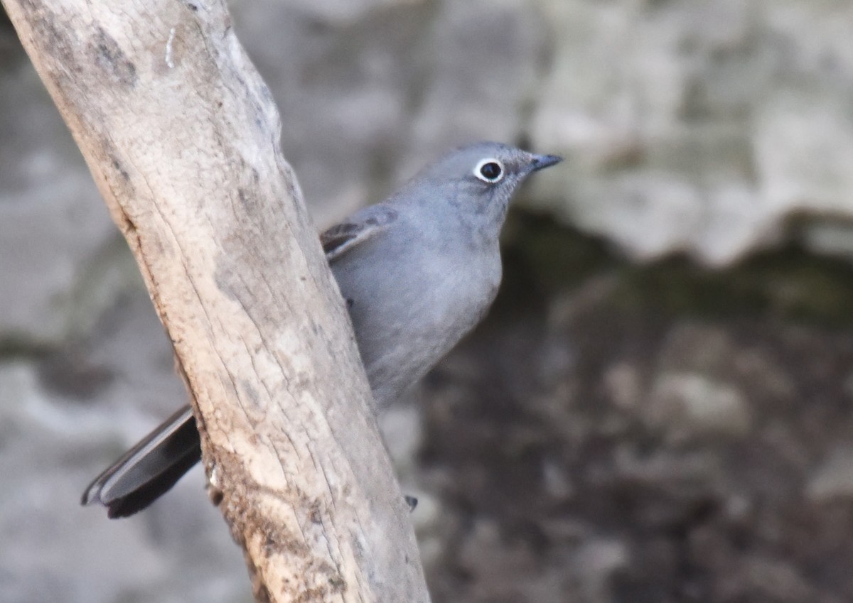 Townsend's Solitaire - ML127826601