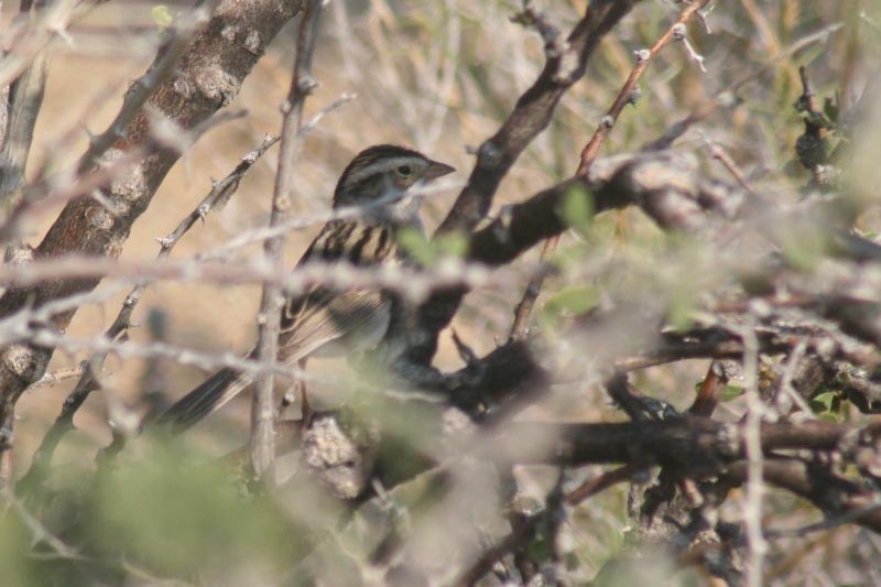 Clay-colored Sparrow - John Garrett