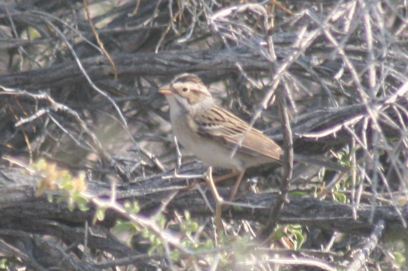 Clay-colored Sparrow - John Garrett