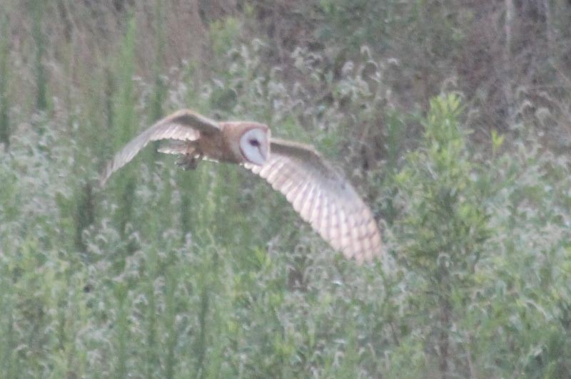 Barn Owl - ML127829911