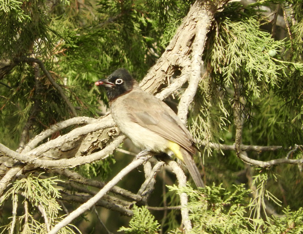 White-spectacled Bulbul - ML127830781