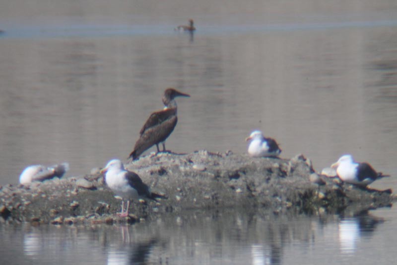 Blue-footed Booby - ML127830851