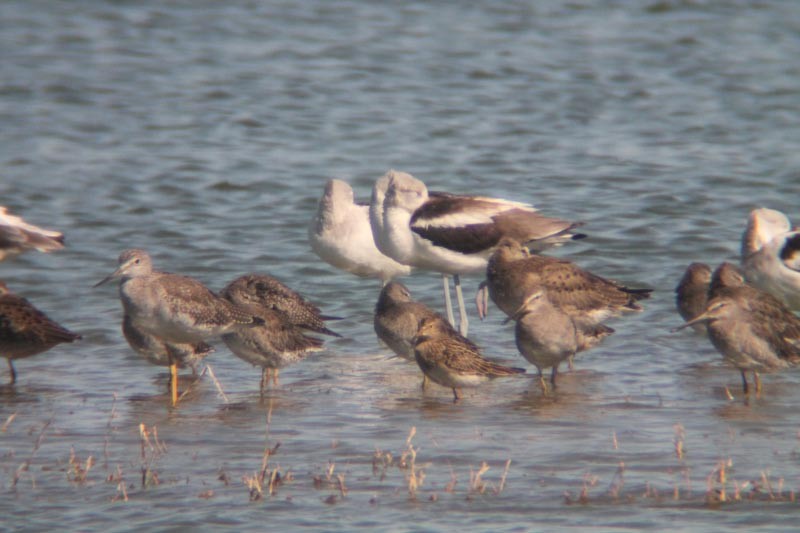 Hudsonian Godwit - ML127830891