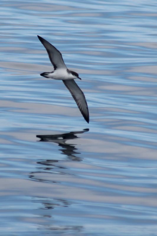 Buller's Shearwater - ML127831111