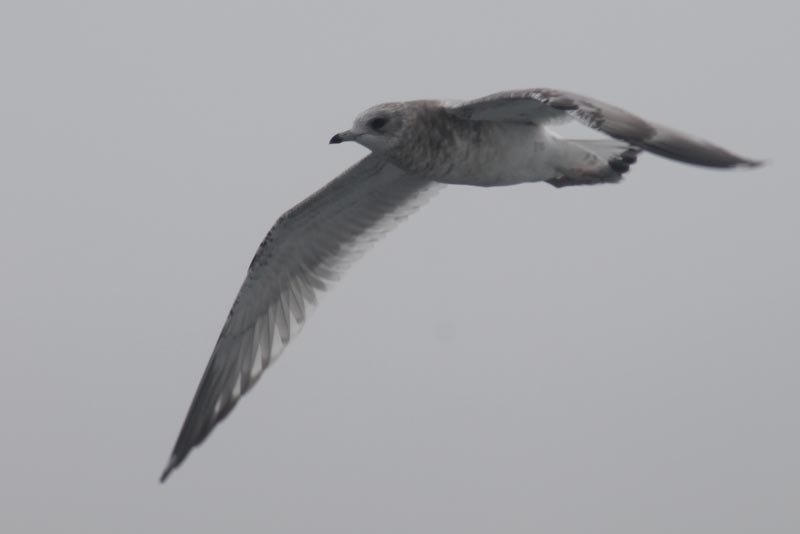 Short-billed Gull - ML127831201