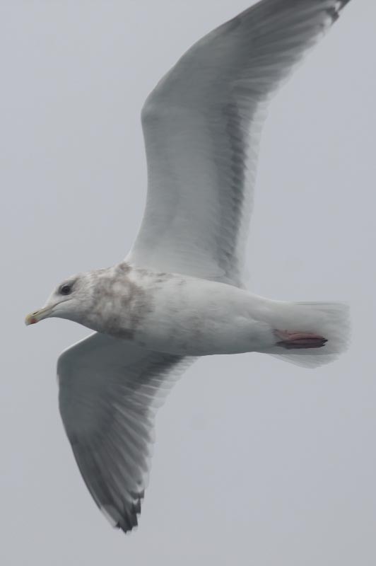 Iceland Gull (Thayer's) - ML127831211