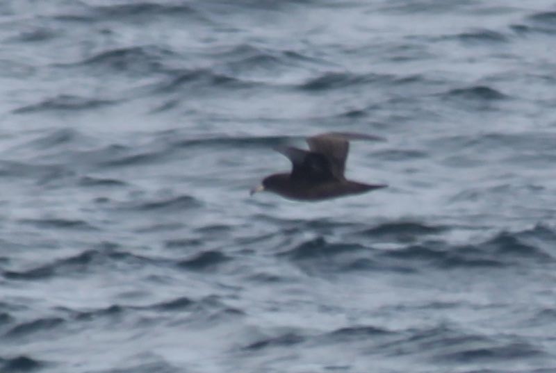 Flesh-footed Shearwater - John Garrett