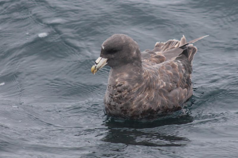 Northern Fulmar - ML127831501