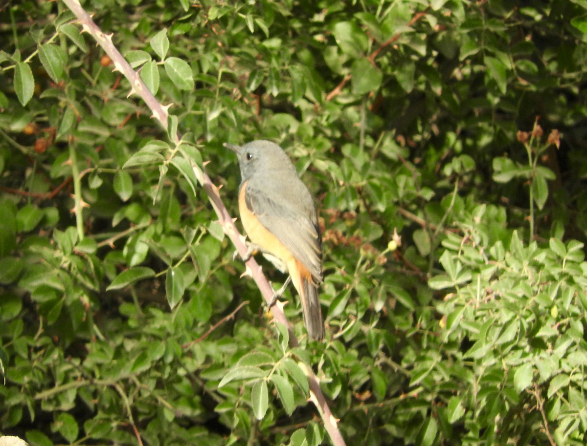 Little Rock-Thrush - ML127831701