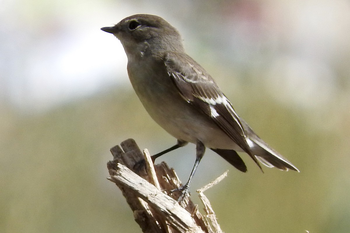 Papamoscas Semiacollarado - ML127831971