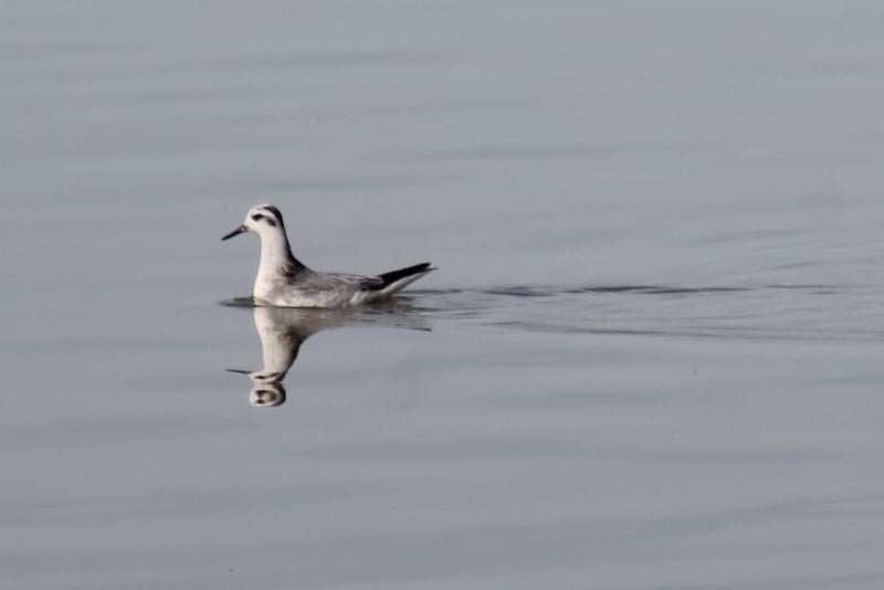 Red Phalarope - ML127832971