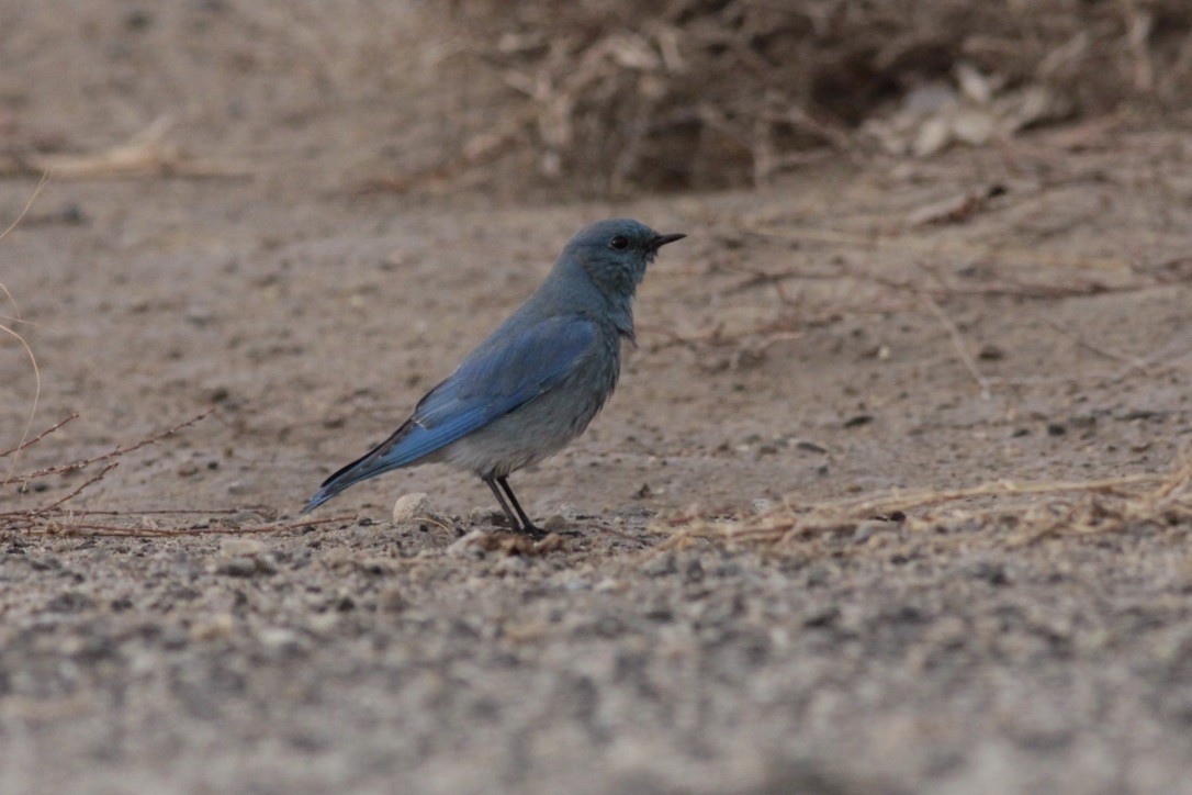 Mountain Bluebird - ML127834981