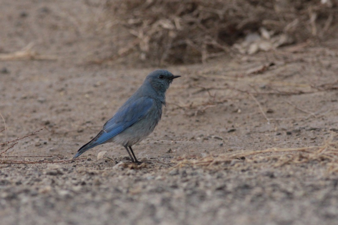 Mountain Bluebird - ML127835041