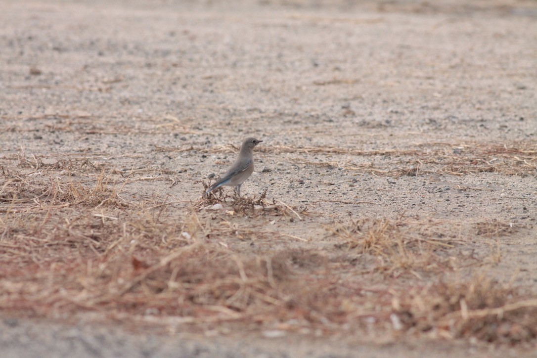 Mountain Bluebird - ML127835091