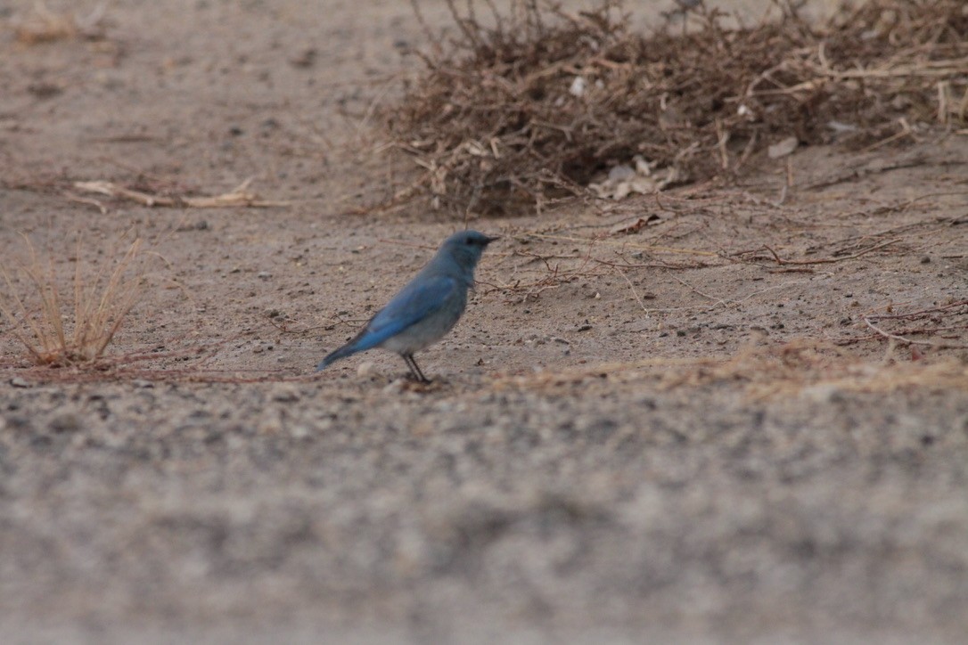 Mountain Bluebird - ML127835131