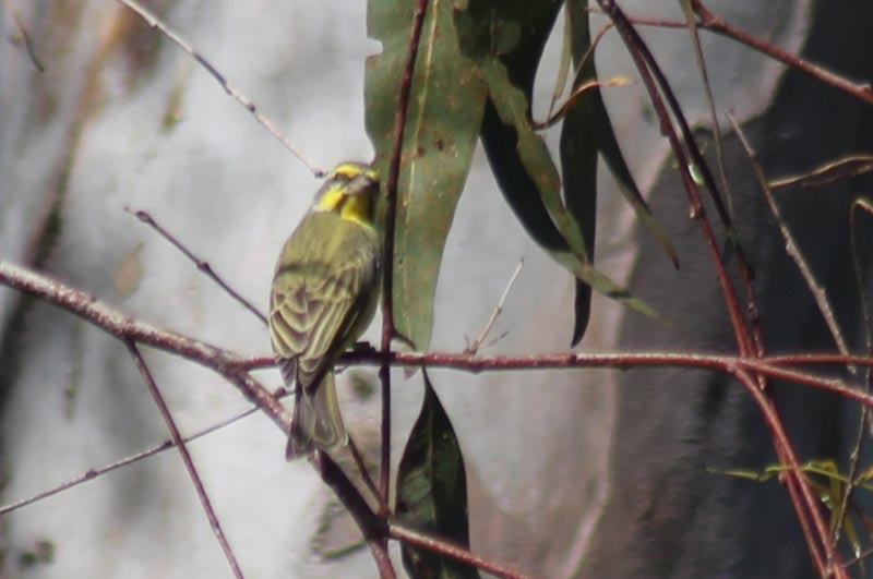 Yellow-fronted Canary - John Garrett