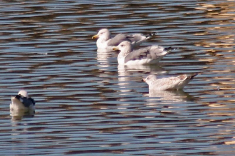 Ring-billed Gull - ML127836741