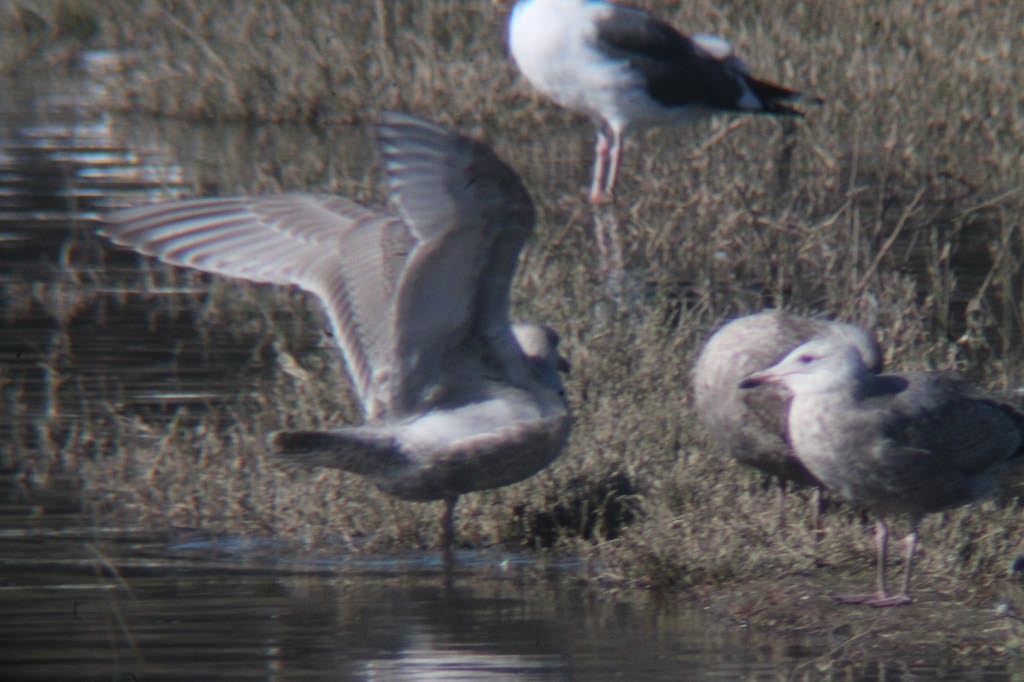 Herring x Glaucous-winged Gull (hybrid) - John Garrett