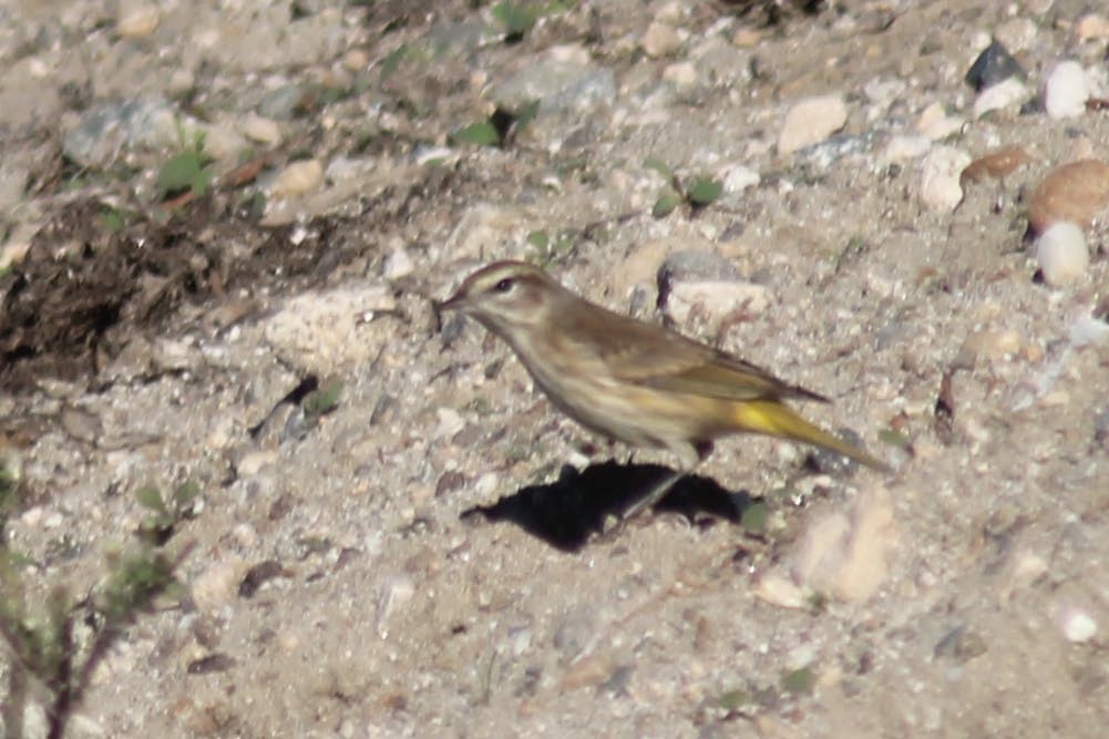 Palm Warbler (Western) - ML127837271