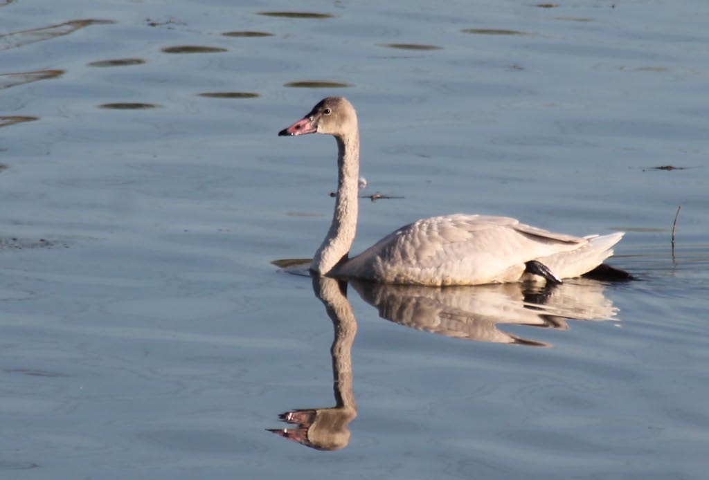 Cygne siffleur - ML127837281