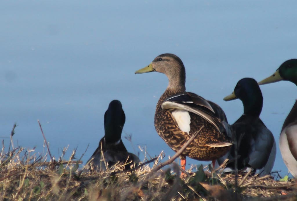 Mexican Duck - ML127837311