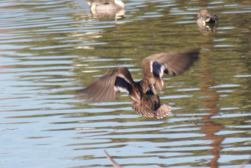 Canard du Mexique - ML127837321