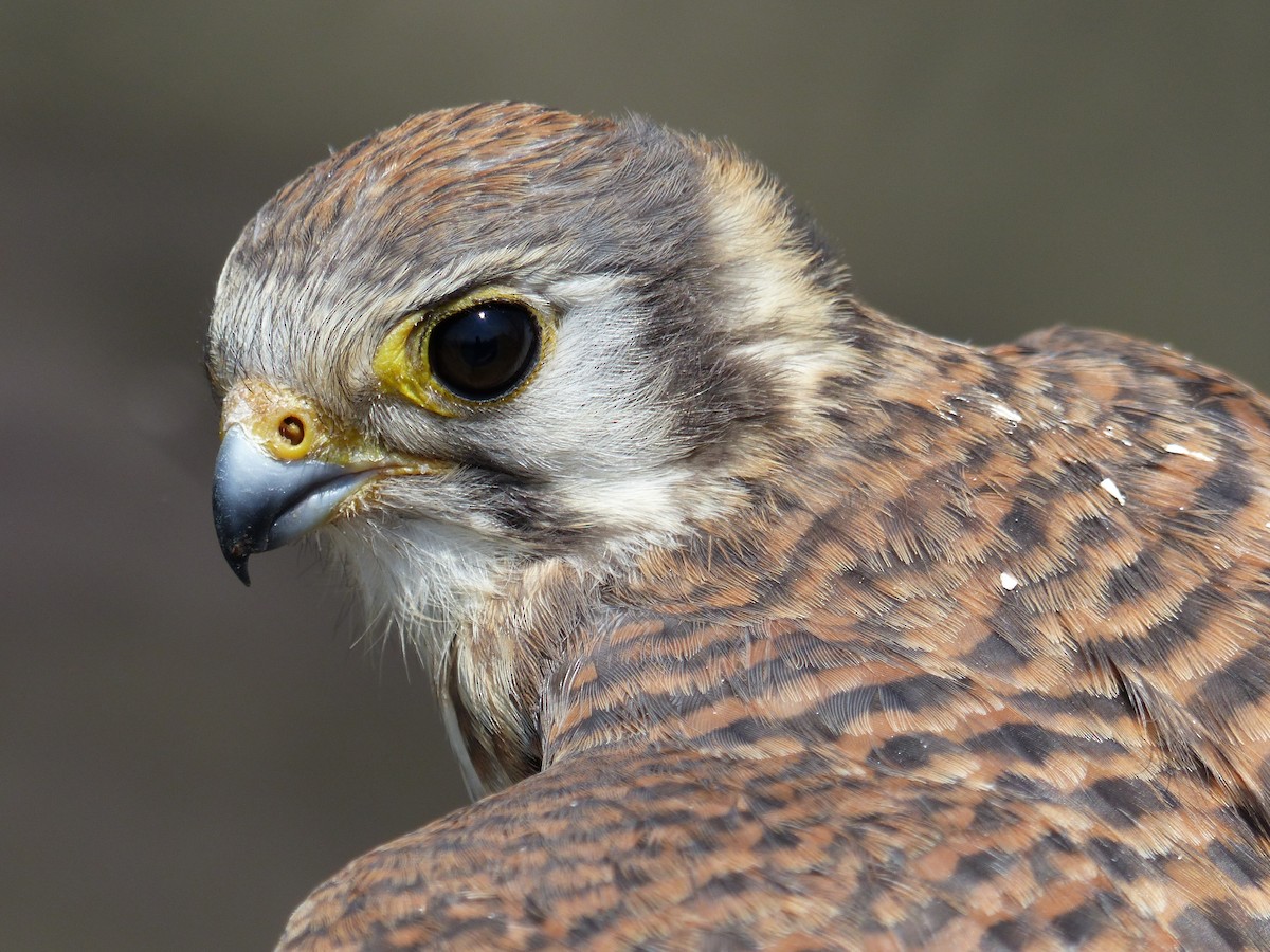 American Kestrel - John Garrett