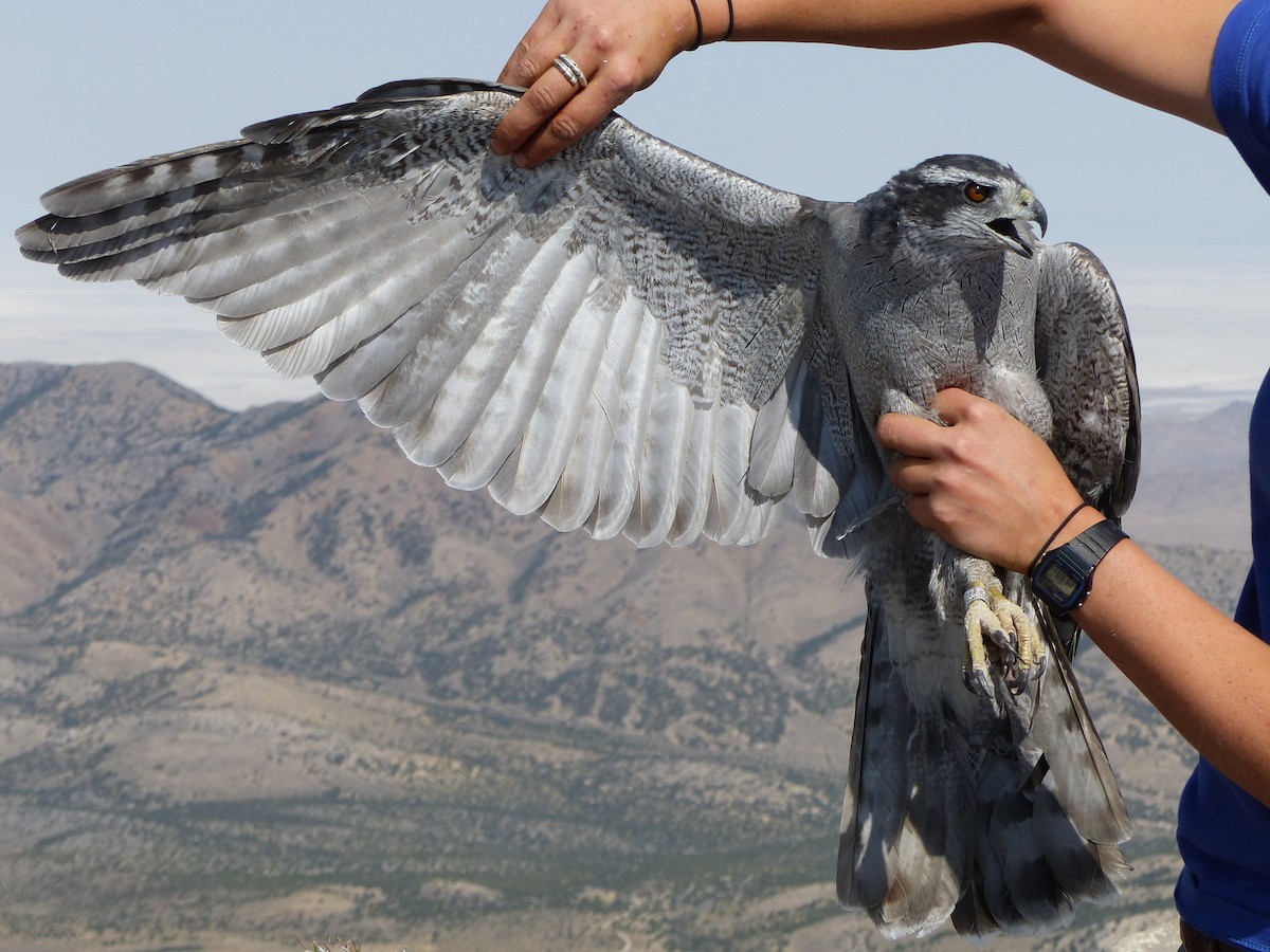 eBird Checklist - 12 Sep 2015 - Goshutes Hawkwatch - 32 species (+1 ...
