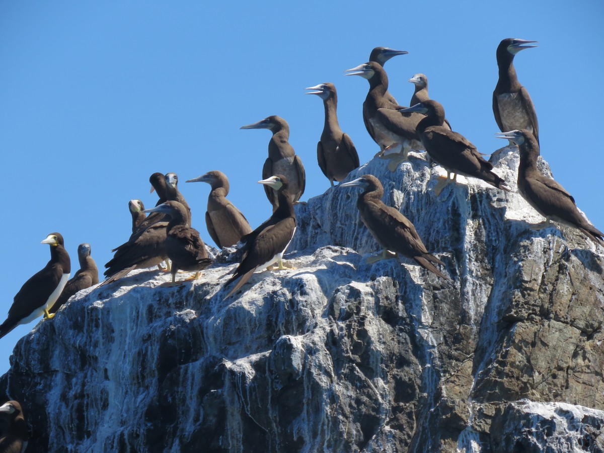 Brown Booby - ML127839171