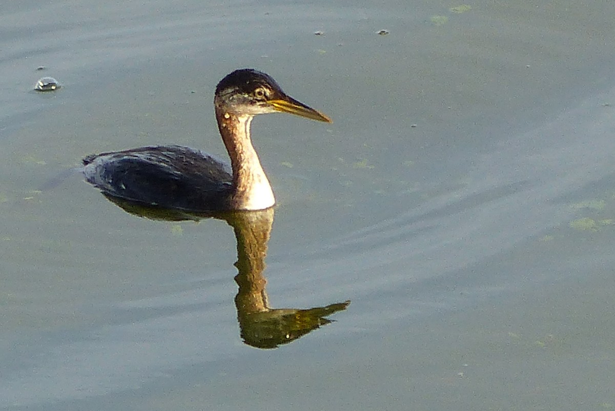 Red-necked Grebe - John Garrett