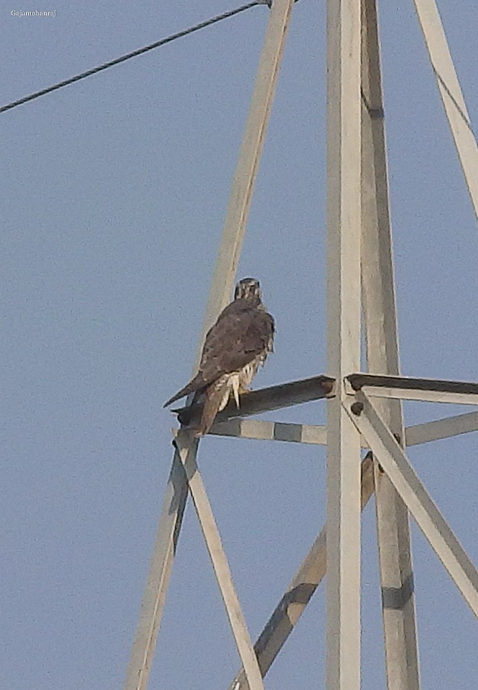 Laggar Falcon - Gaja mohanraj