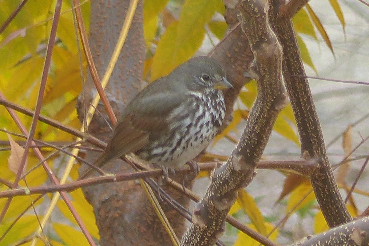 Fox Sparrow (Slate-colored) - ML127841291