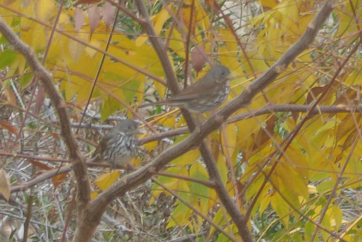 Fox Sparrow (Slate-colored) - ML127841311