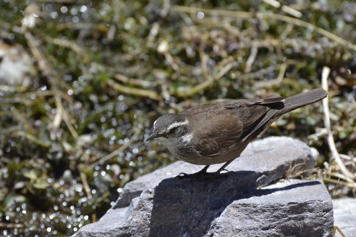 Buff-winged Cinclodes - ML127842381
