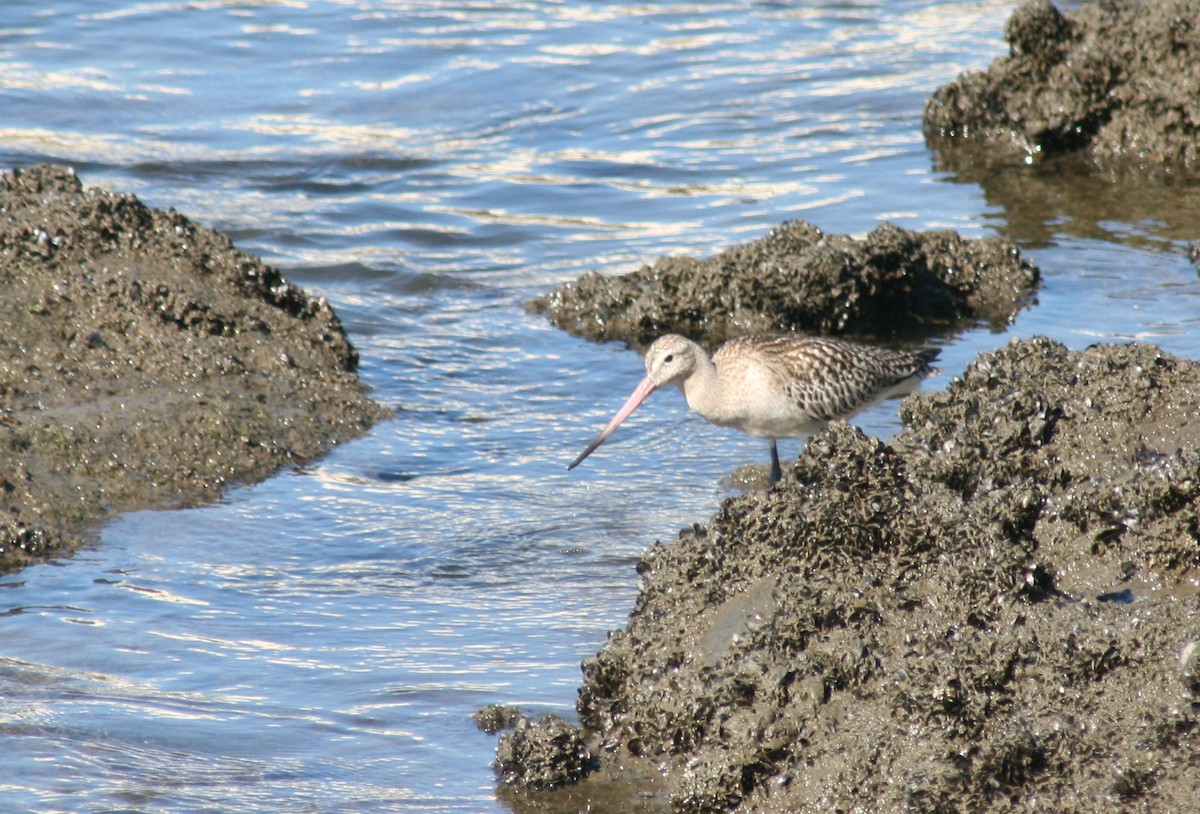 Bar-tailed Godwit - ML127842601