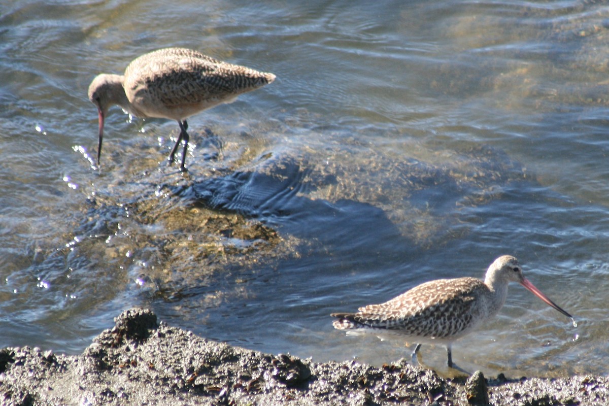 Bar-tailed Godwit - ML127842611