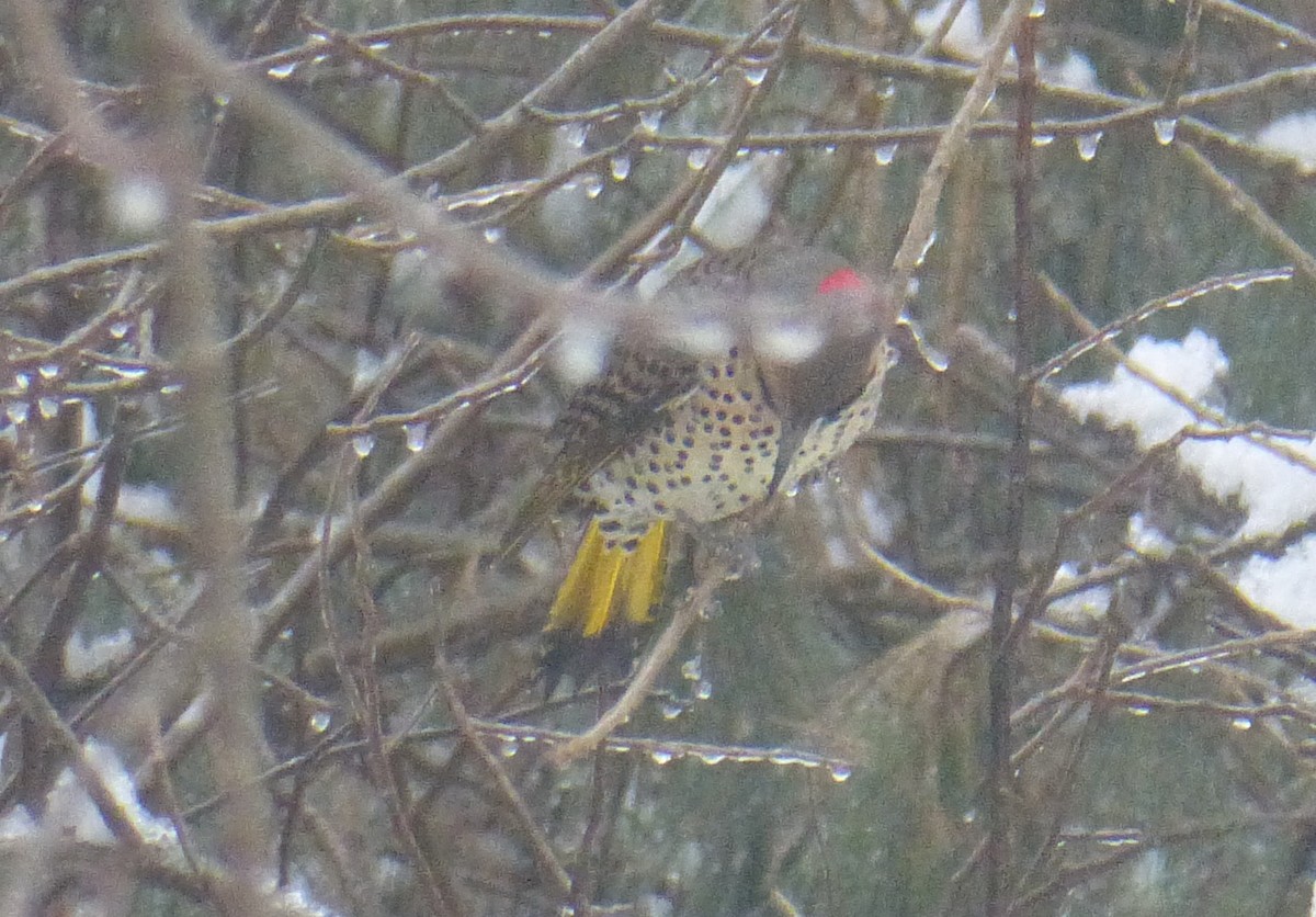 Northern Flicker - ML127842721