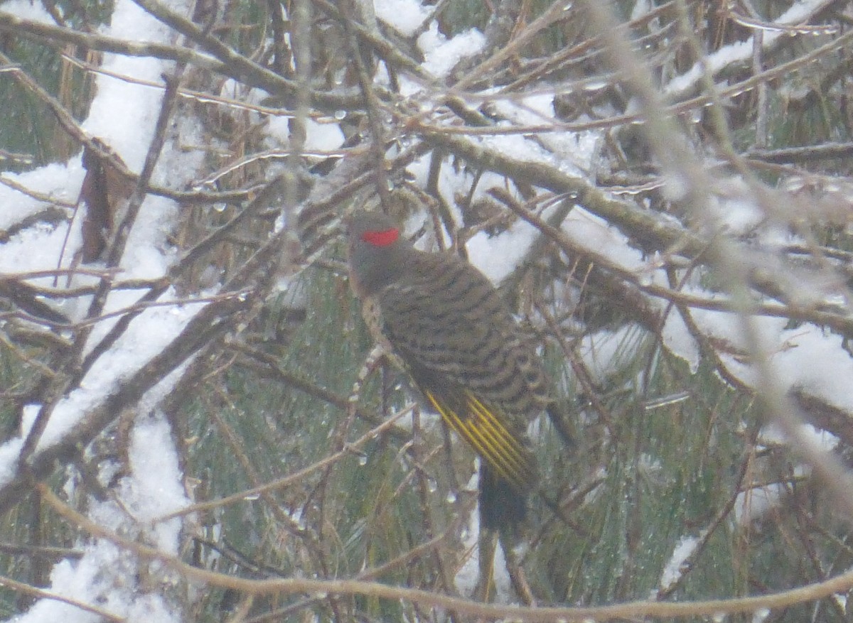 Northern Flicker - ML127842841