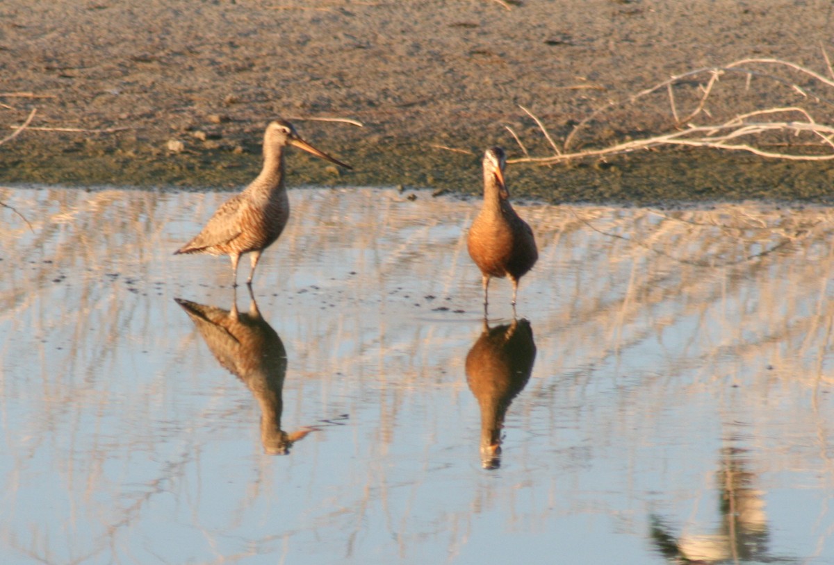 Hudsonian Godwit - ML127843141